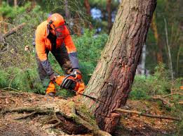 Best Commercial Tree Services  in Evans, GA